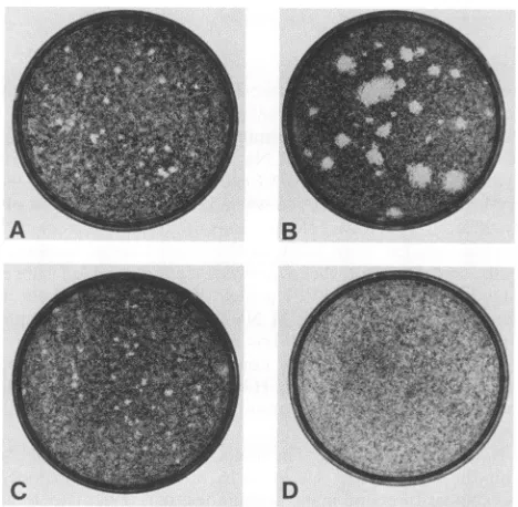 FIG. 2.translatedtranslationis indicated(A) Amino acid sequence of VP1 from the strain RA