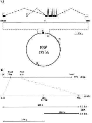 FIG.1.andtoarespectively,of(TR).Protectedcorresponds 2.0-kb 575 the (a) Schematic representation of the EBV genome and the TP gene