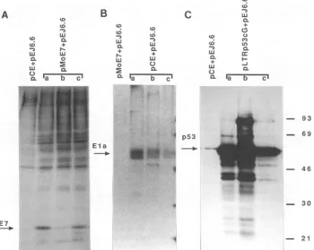 TABLE 1. Effects of wild-type mouse and human p53 ontransformation of BRK cells by E7, Ela, andmutant p53 in cooperation with ras