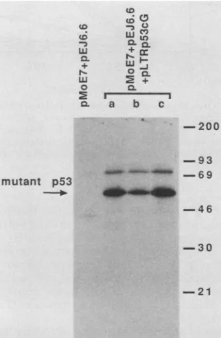 TABLE 3. Effects of mutant p53 on transformation of BRK cellsby E7 and Ela in cooperation with ras