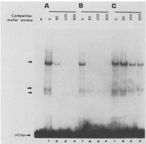Fig. 2C. Most of the protected regions are flanked by DNaseI-hypersensitive sites. One of these regions corresponds to asequence previously identified by deletion analysis as essen-
