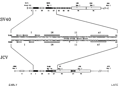 FIG.1.includeTATAdenoteinthedenotesmarked the Structure of the SV40 and JCV origins of replication