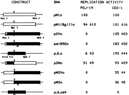 FIG. 3.anandcomparedwereasJCVTheRadioactivethinscintillationstudies, an averages Structure and replication activity of JCV-SV40 hybrid origin plasmids