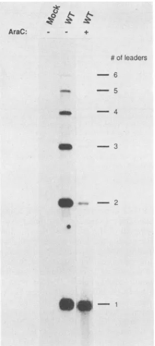FIG. 5.andreplication.aftermock-infectedMethods,MOI Leader multiplicity in the presence or absence of DNA Analyses were carried out as described in Materials and with an equimolar mixture of oligonucleotides 275, 275, 277, which will detect all L-mRNAs