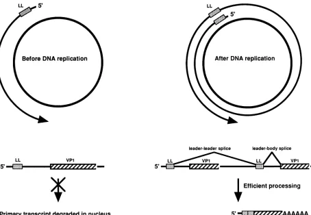 FIG. 7.latetheinefficientlyefficientlypolyomavirusFollowingshown Model for the control of polyomavirus L-mRNA accumulation
