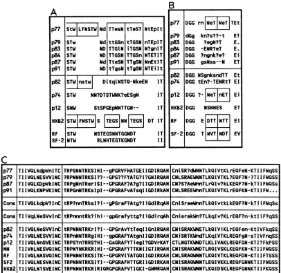 FIG. 6.oforsequencesDifferences apparently group Comparison of hemophiliac and published sequences in the env hypervariable regions V4 (A), V5 (B), and V3 (C)