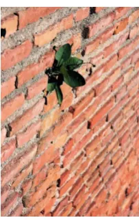 Figure 2. Wall flower  