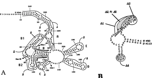 FIG.1.Tableareasrestrictionindicatedstem-loops Illustrations of the RRE structure and deletions used in this study