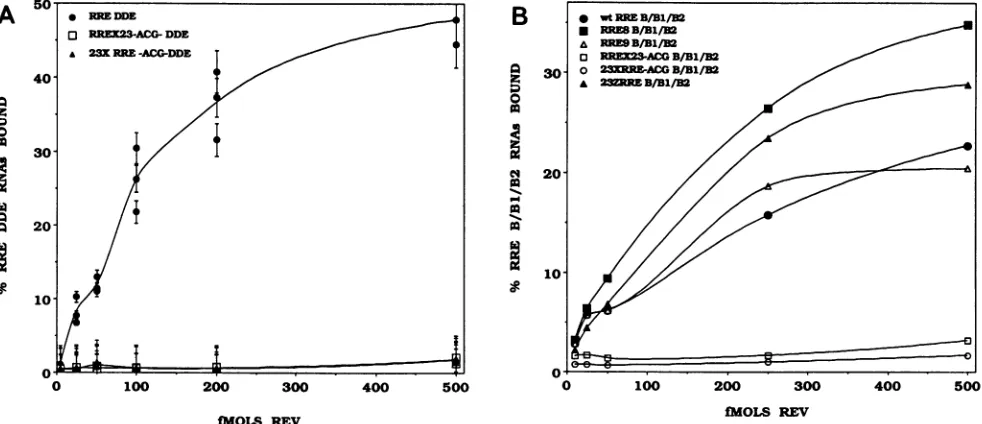 FIG. 4.frommutants Filter binding assay of uncompensated, structure-disrupting substitution mutants (A) and compensated, structure-preserving (B) in the B/B1/B2 stem-loop