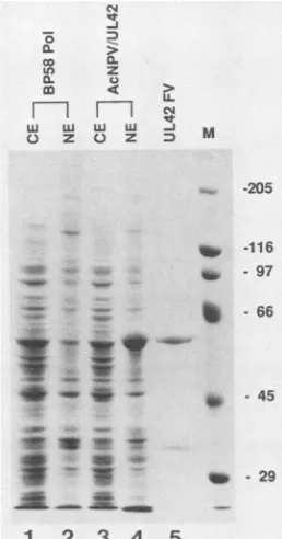 TABLE Hydrodynamicw*4:..;._S. 2.G_:.r: propertiesa of purified proteins