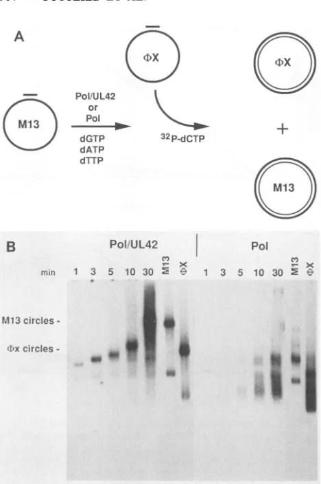 FIG.merase.