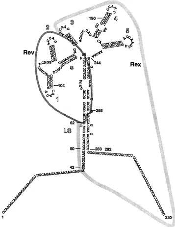 FIG. 2.important(LS), Interactions of Rev and Rex with the RRE of HIV-1. The proposed secondary structure of the RRE is shown, and the regions for Rev and Rex interaction are outlined