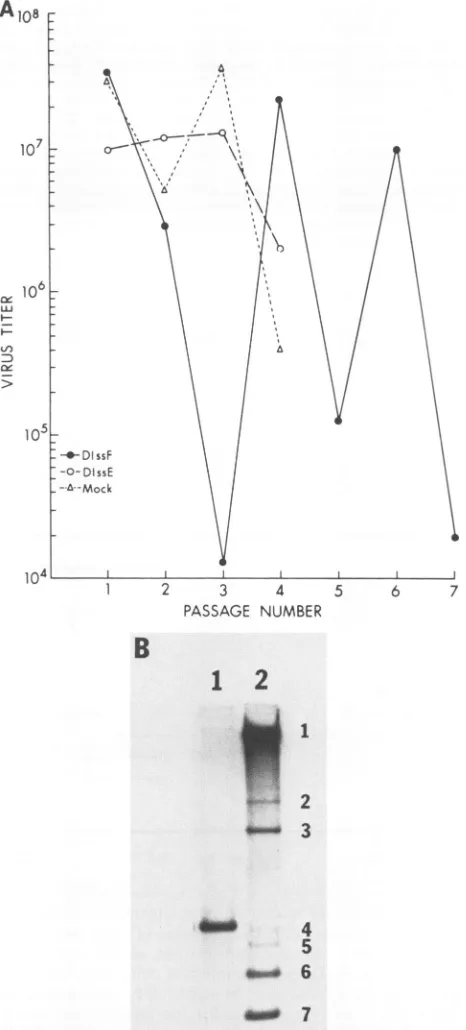 FIG. 3.taining Virus production and MHV-A59. (A) Infectious v
