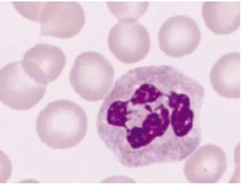 Fig i) Neutrophil showing dense nucleus with 4 lobes, and a pale