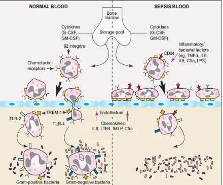 Fig iii) Dysregulation of neutrophil recruitment to bacterial infection
