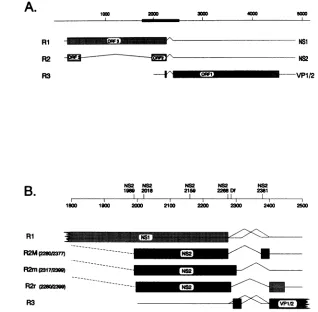 FIG. 1.ofalternative the (A) Map of genomic organization of MVM gene products. The solid bar on the genome is enlarged in panel B