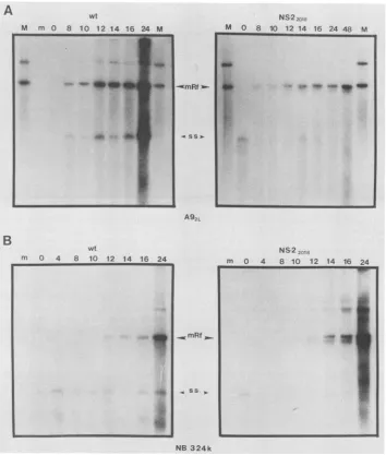 FIG. 3.exceptasofquantitated,MVM described 1 Analysis of NS2 mutant DNA replicative forms in infection of A9 and NB324K