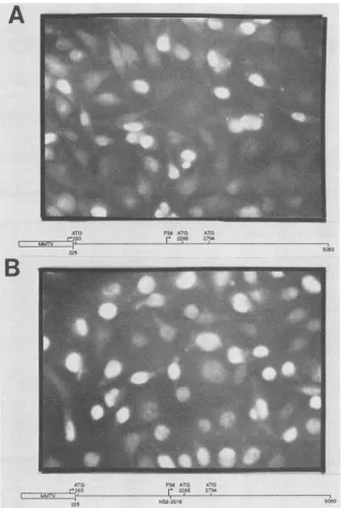 FIG. 6.constructs,described(A)Mouse Anti-NS1 immunofluoresence analysis of MVM-expressing cell lines