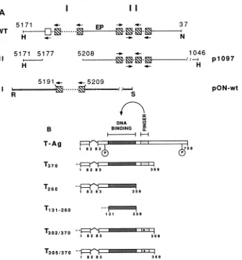 FIG.1.pentanucleotide7arrows),whichT-antigenpairsbase-pairisterminal(Cys-302substrate3A,pairdomain base bound (A) Top (WT): Diagram of the arrangement of the perfect pentanucleotides GAGGC (shaded boxes) and one imperfect (empty box) found in site I and si