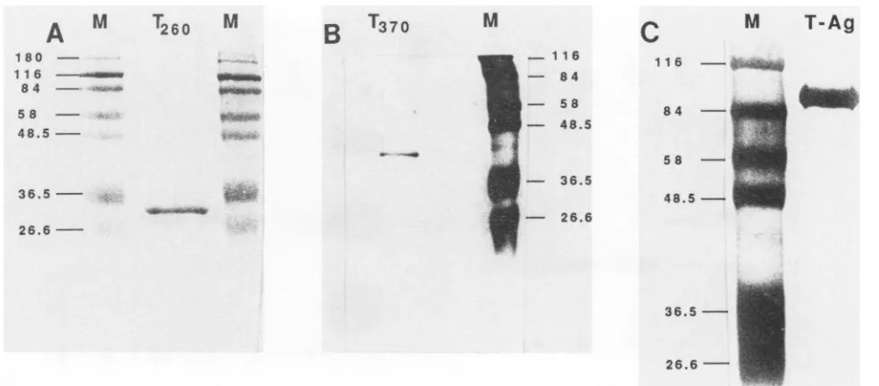 FIG. 2.expressedlength Polyacrylamide gel electrophoretic analysis of T antigen and peptides purified by immunoaffinity chromatography