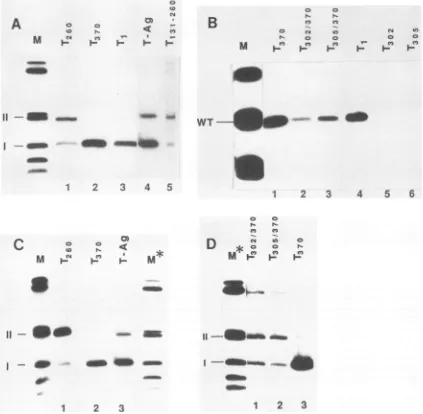 FIG. 3.purifiedisindicated.305;immunoblot(T-Ag).lane visible. (A and B) Specific DNA binding of E