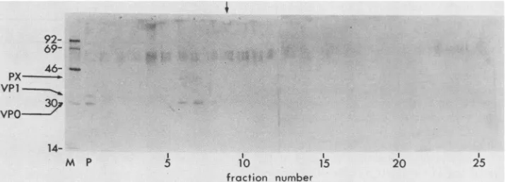 FIG. 4.positionlegendx g Sucrose density gradient ultracentrifugation of subviral HAV-specific structural proteins