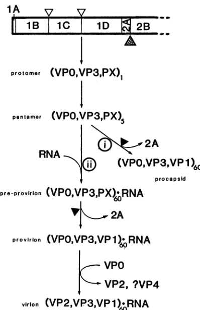 FIG. 6.Theseteins.anbledpreprovirionsageVP1, VP2,unknown(VPO-VP3)(A),may unknown Model of processing and assembly of HAV capsid pro- The polyprotein is initially cleaved at the 2A-2Bjunction by an protease (A ), yielding P12A