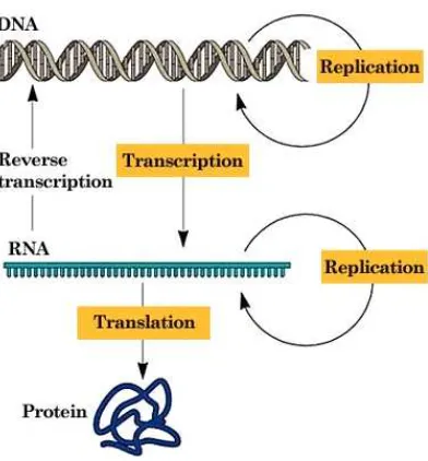 Figure 2.1: The central dogma of molecular biology.(Source: Dr. John S. Choinski)