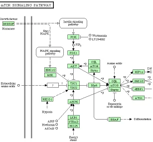 Figure 5.1:The mTOR pathway that is closely linked with cancer.http://www.genome.jp/kegg/pathway.html#diseaseThe rectanglesrepresent genes/gene products and the circles represent metabolic compounds