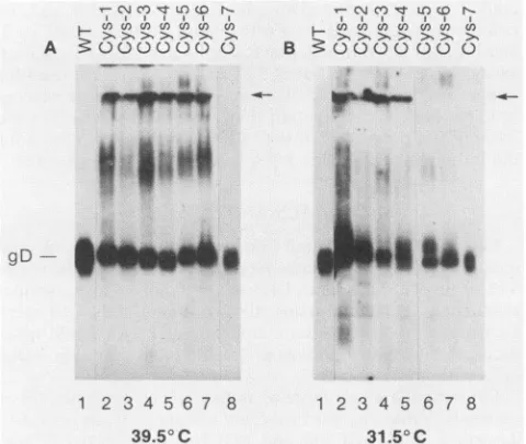 TABLE 1. Properties of gD-1 cysteine mutants expressedin COS-1 cells at 37oCa