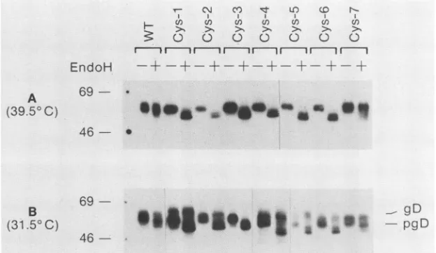 FIG. 2.39.5°Cnitrocellulose, Endo H analysis of gD-1 cysteine mutants synthesized at 39.5 or 31.5°C