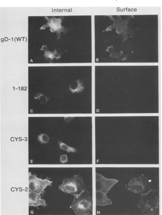 FIG. 3.G).withwithwasF), Immunofluorescence analysis of cells expressing wild-type and mutant forms of gD-1 at 31.5°C