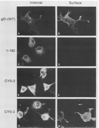FIG. 4.Theorescence Immunofluorescence analysis of cells expressing wild-type (WT) and mutant forms of gD-1 at 39.5°C