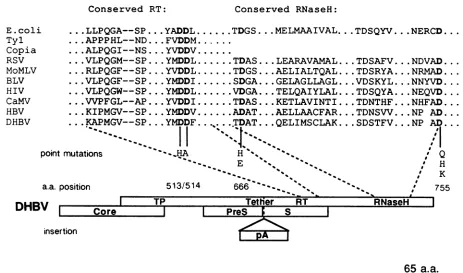 FIG.1.theCalifornia,theAlignmentsproteincaulifloweritsAsarcoma mutant putative (Top) Sequence alignments of the conserved RT and RNase H domains of known polymerases