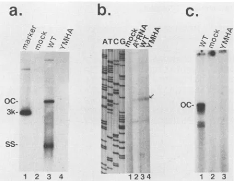 FIG. 2.blot Analysis of the YMDD to YMHA mutant. (a) Southern analysis of viral DNA in cytoplasmic-core particles