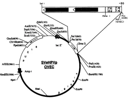 FIG.1.50thedocumentedE2-binding bp Sequence comparison between the TATA box of the E6/E7 promoter (shaded) and a second AT-rich region located approximately upstream of six different HPVs