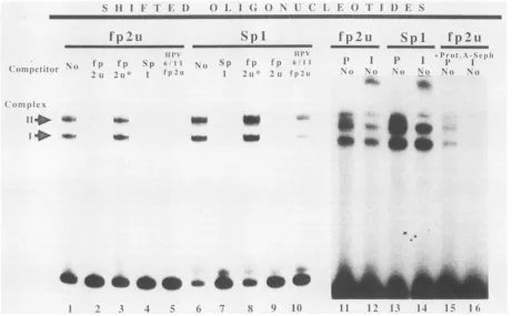 FIG. 3.extractoligonucleotideandpromotertheoligonucleotides,ComplexIncubation Bandshift experiment with radiolabeled oligonucleotides comprising either the fp2u site of HPV-16 or an Spl site of SV40