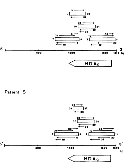 FIG.1.frame.ofonandantigen;rectanglestidessynthetic1679-nucleotide HDV Strategies used for PCR and sequencing of the genomes isolates from patients M and S shown relative to the full-length HDV genome and delta antigen-coding The notation is that of Wang e