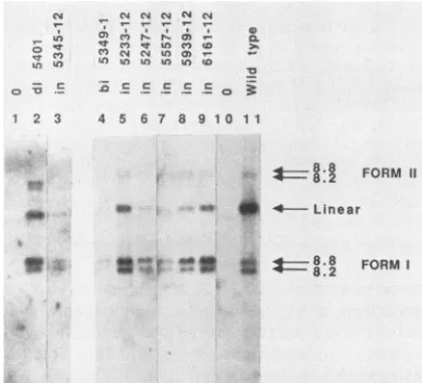 FIG. 4.medium,anti-pSC1bolicallytranscriptasetrophoresis.NIHkilodaltons).M-MuLV. Analysis of virion pol gene products