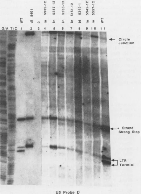 FIG. 6.fromviruses.hblottingprobedfromwild-typeDNAindicated.DNAssize(G+A1 and postinfection, Analysis of termini from a collection of mutant IN- Wild-type M-MuLV and mutant IN- viruses were collected producer cells and used to infect Rat2 cells