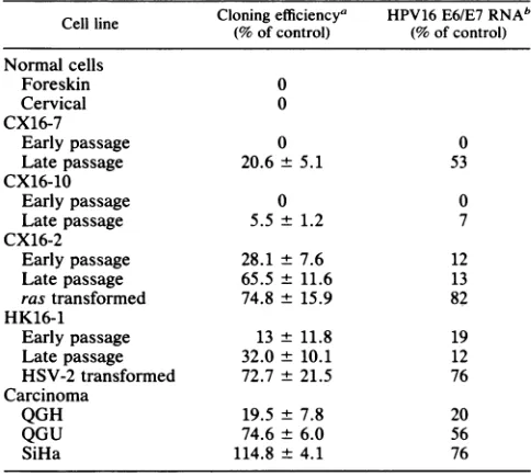 FIG._*antiserumTGFPtainingcervicalproteins,polyacrylamideproteins.variousandNumbers1. TGFP 1 effects on expression of HPV16 E6 and E7 CX16-2 cells were treated with TGFI1 (3.0 ng/ml) for intervals (4, 24, 48, and 96 h), and expression of HPV E6 (A) E7 (B) 