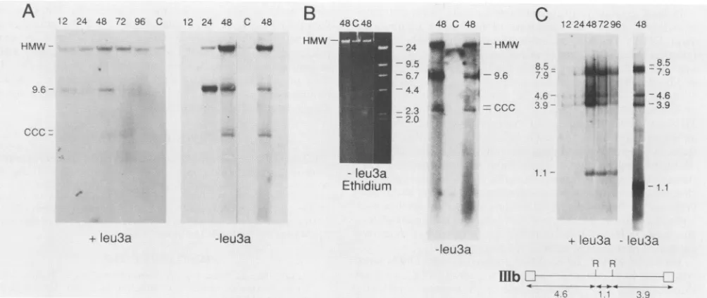 TABLE 2. HIV-1-IIIb DNA copies per cella
