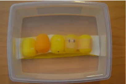FIGURE 6. The five phantoms filled with sugar-water solutions with different diffusion coefficients