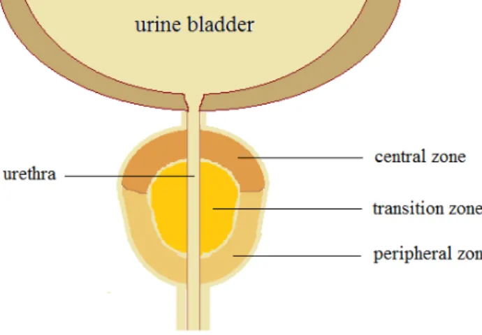 FIGURE 1 .  The three zones of the prostate. 