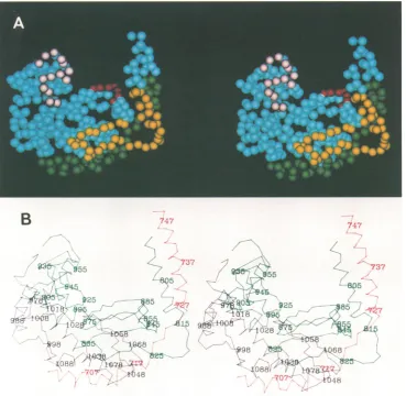 FIG. 3.ofGibbsred,(referinpresentedDNA-bindingevery the a (A) Stereoscopic representation of the computer-generated model of the putative HSV-1 DNA polymerase major catalytic domain to DNA pol domain in Fig