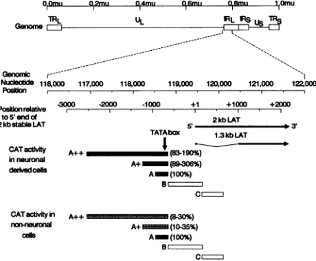 FIG..efragments609transfectedRepresentativewithusedandLAT).[14C]chloramphenicol. 2. The effect of upstream sequences on CAT activity driven by the LAT promoter in neuron- and nonneuron-derived cells