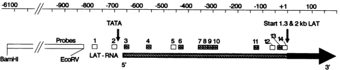 FIG. 6.fragmentthedetected.(30).ofResults5,performedsequence13, -470 the Detection of low-abundance RNA between the TATA box sequence and the 5' end of the stable 2-kb LAT by in situ hybridization