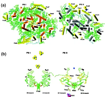 Figure 3. Photosystems I (PSI) and II (PSII) (from Grotjohann et al., 2004). (a) Comparison of the protein structures and cofactor arrangement of each photosystem