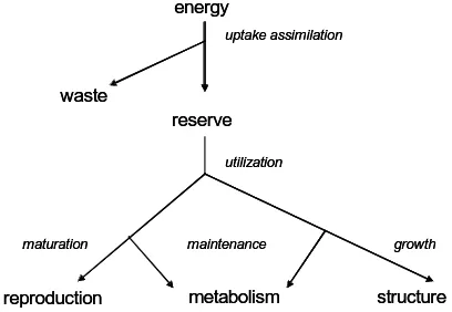 Figure 2. Energy use in the biological steady state 