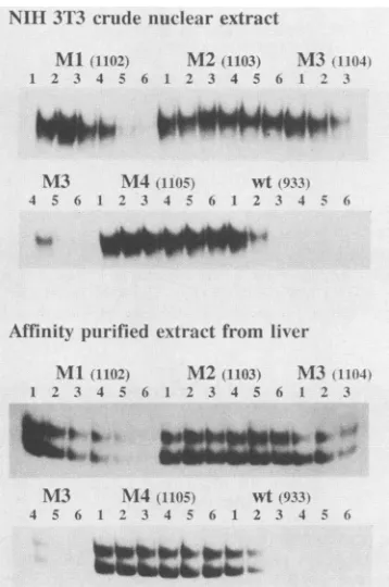 Fig. 1). This may indicate that sequences immediately down-stream of NF-I site 1 are important or that exact positioningof sequences upstream of the NF-I site plays a role.